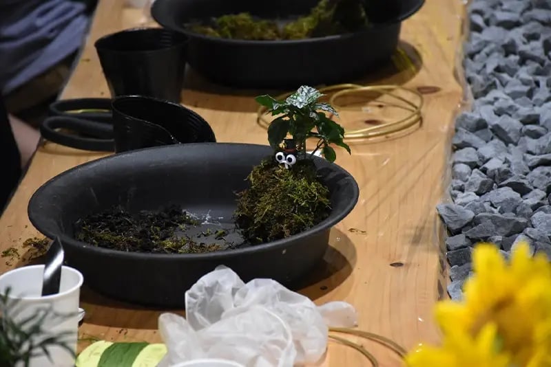 202512苔玉の形を整えていきます23_01_05